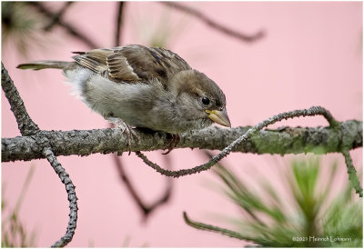 K4223565-House Sparrow-juvenile female.jpg