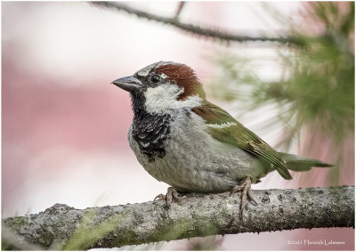 K4223587-House Sparrow-male.jpg