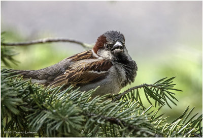 K4223600-House Sparrow-male.jpg