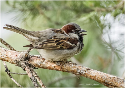 K4223606-House Sparrow-male.jpg