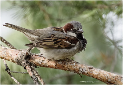 K4223607-House Sparrow-male.jpg