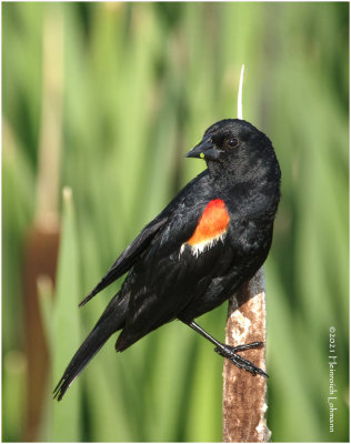 K3305078-Red-Winged Blackbird-male.jpg