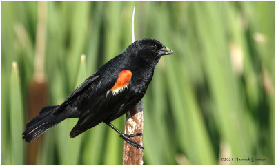 K3305080-Red-Winged Blackbird-male .jpg