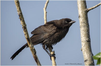 K4223700-Common Grackle-bronced.jpg