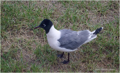 K3304919-unidentified Gull.jpg