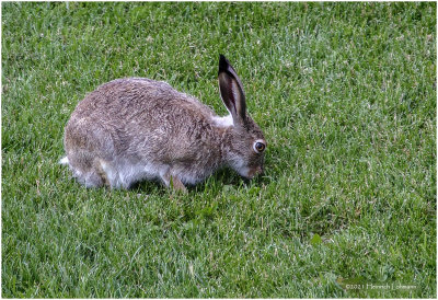 K3304933-Hare.jpg