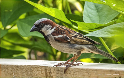 K4223851-House Sparrow-male.jpg