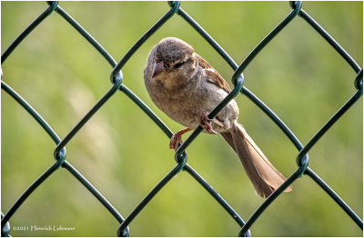K4223842-House Sparrow-inmatuye female.jpg