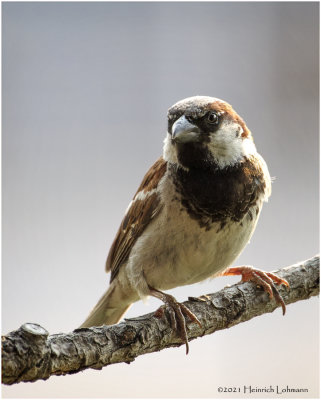K4223886-House Sparrow-male.jpg