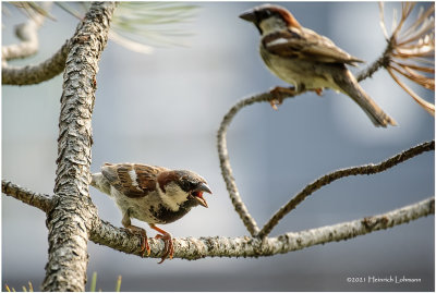 K4223890-House Sparrow-male.jpg