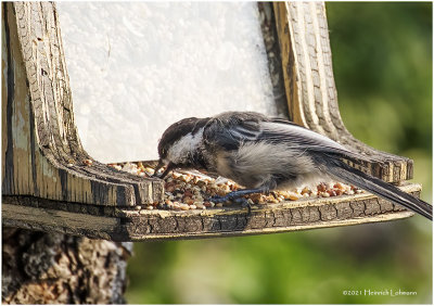 K4223921-Black-capped Chickade.jpg