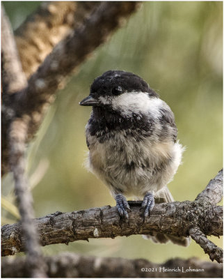K4223945-Black-Capped Chickade.pg.jpg