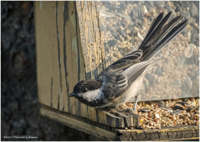 K4223974-Black-capped Chickade.jpg