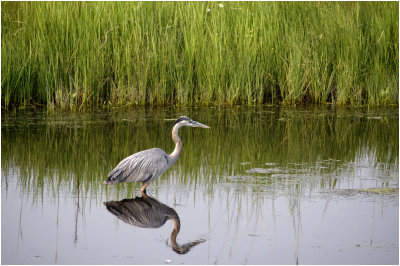 K4224111-Great Blue Heron.jpg