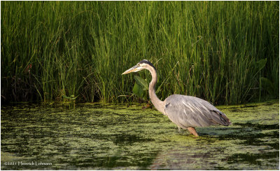 K3305205-Great Blue Heron.jpg