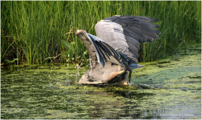 K3305207-Great Blue Heron.jpg