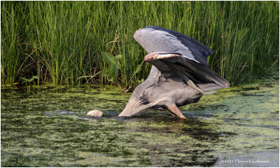 K3305208-Great Blue Heron.jpg
