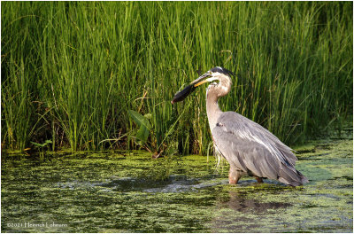 K3305210-Greay Blue Heron.jpg