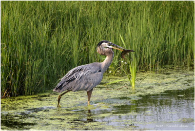 K3305212-Great Blue Heron.jpg