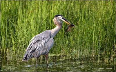K3305220-Great Blue Heron.jpg