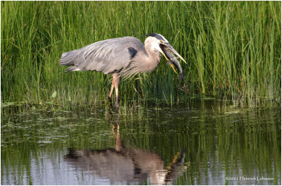 K3305223-=Great Blue Heron.jpg