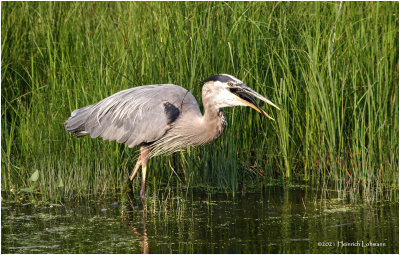 K3305224-Great Blue Heron.jpg