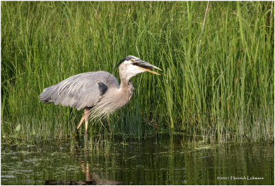 K3305225-Great Blue Heron.jpg
