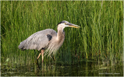 K3305229-Great Blue Heron.jpg