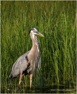 K3305230-Great Blue Heron.jpg