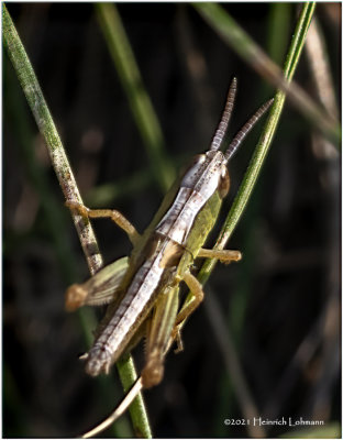 K7000992-Grasshopper nymph.jpg