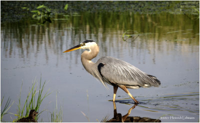 K4223999-Great Blue Heron.jpg