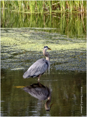 K4224009-Greay Blue Heron.jpg