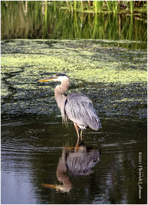 K4224013-Great Blue Heron.jpg