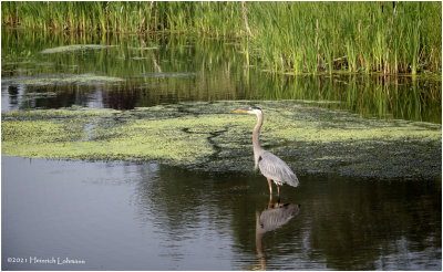 K4224015-Great Blue Heron.jpg