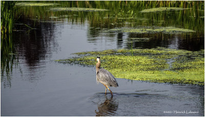 K4224019-Great Blue Heron.jpg