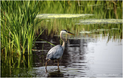 K4224022-Great Blue Heron.jpg
