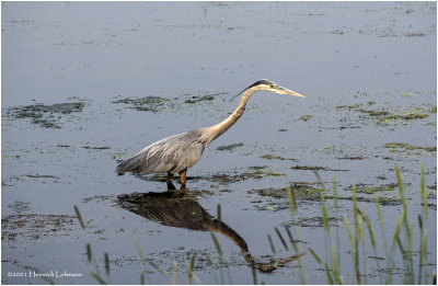 K4224070-Great Blue Heron.jpg