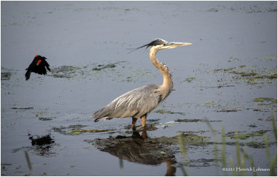 K4224073-Great Blue Heron.jpg