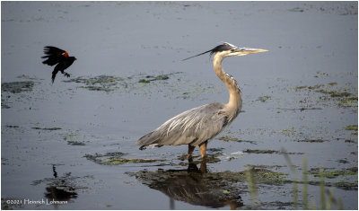 K4224074-Great Blue Heron.jpg