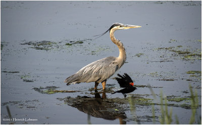 K4224077-Great Blue Heron.jpg