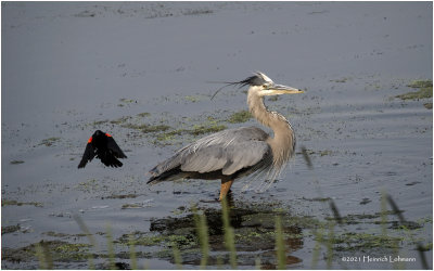 K4224081-Great Blue Heron.jpg