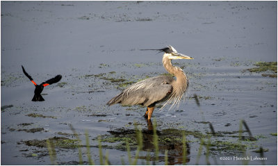 K4224083-Great Blue Heron.jpg