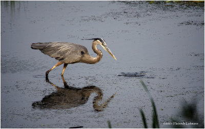 K4224437-Great Blue Heron.jpg