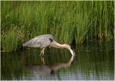 K3305283-Great Blue Heron.jpg