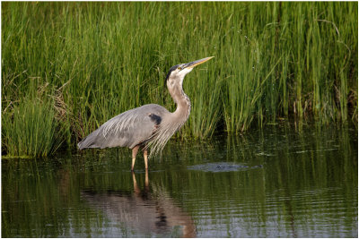 K3305284-Great Blue Heron.jpg