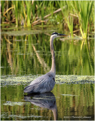 K3305340-Great Blue Heron.jpg