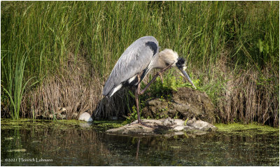 K3305428-Great Blue Heron.jpg
