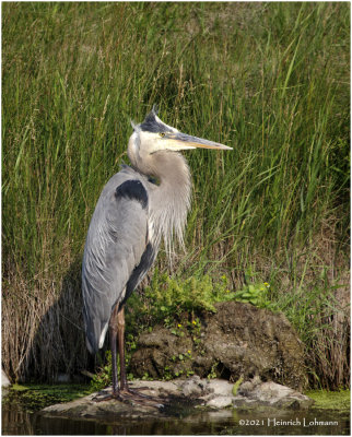 K3305434-Great Blue Heron.jpg