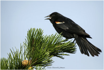 K3305463-Red-Winged Blackbird-male.jpg