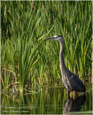 K3305482-Great Blue Heron.jpg